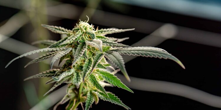 Johns Hopkins University To Spend $10 Million Studying Medical Cannabis