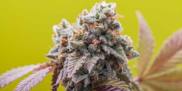 Proposal in Washington Seeks to Raise Legal Cannabis Age to 25