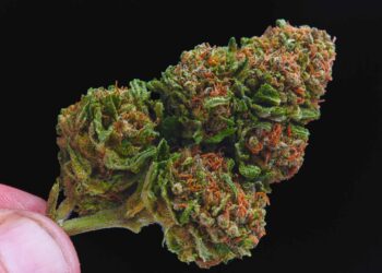 Nevada Doubles Weed Possession Limit