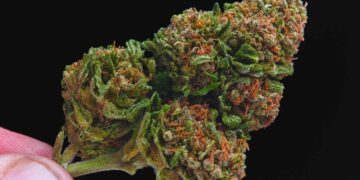 Nevada Doubles Weed Possession Limit