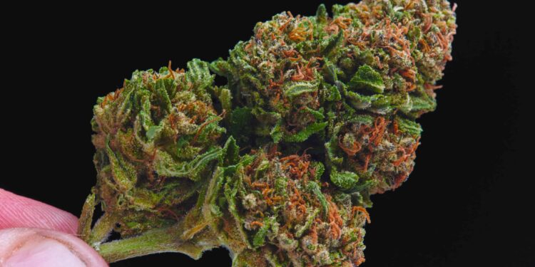 Nevada Doubles Weed Possession Limit