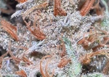 Jon’s Stone-Cold Cop List #47: The Leap List