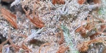 Jon’s Stone-Cold Cop List #47: The Leap List