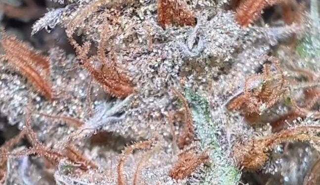 Jon’s Stone-Cold Cop List #47: The Leap List