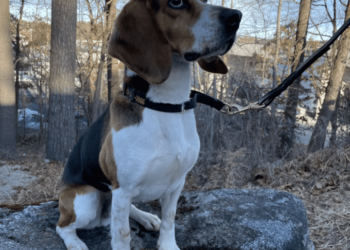 Mummified Monkey Remains Confiscated at Boston Airport