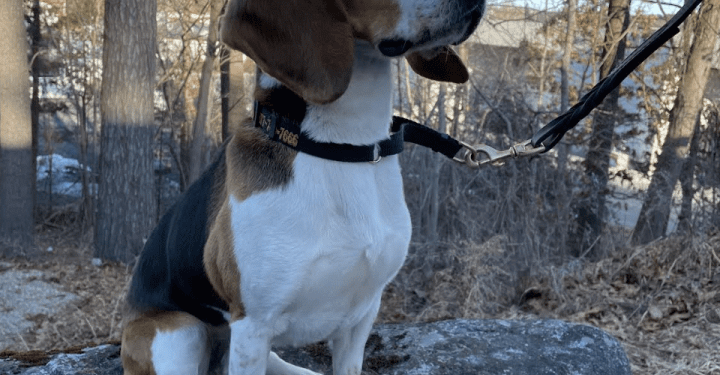 Mummified Monkey Remains Confiscated at Boston Airport