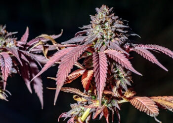 Virginia House, Senate Approve Separate Weed Sales Bills