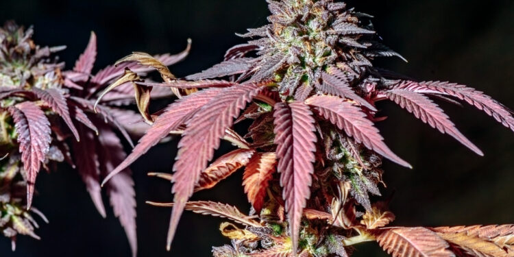 Virginia House, Senate Approve Separate Weed Sales Bills