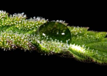 Report: Unlicensed Cannabis Grows Use More Water Than Licensed Grows in California