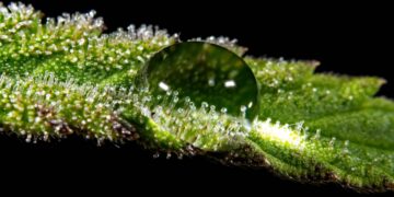 Report: Unlicensed Cannabis Grows Use More Water Than Licensed Grows in California