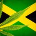Jamaica Company Exports THC to U.S. for Analytic Testing