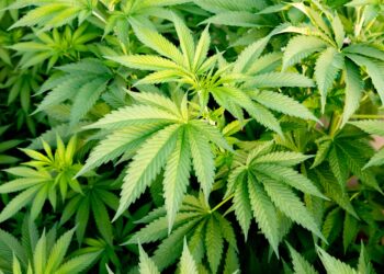 Iowa Lawmakers Approve Bill To Regulate Consumable Hemp Products