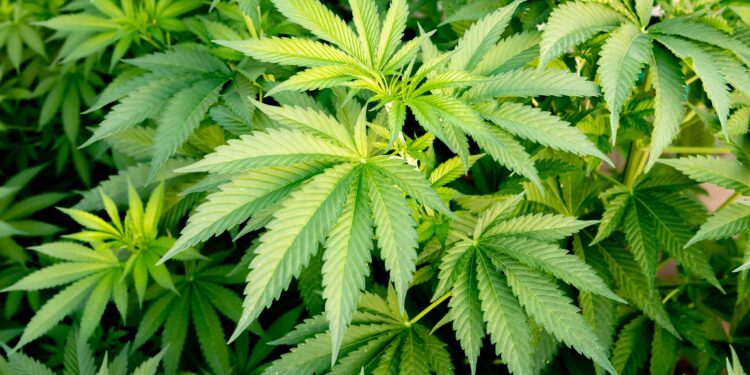 Iowa Lawmakers Approve Bill To Regulate Consumable Hemp Products