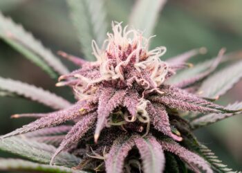 Ohio Legislators Still Working To Implement Changes to Adult-Use Cannabis Law