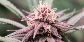 Ohio Legislators Still Working To Implement Changes to Adult-Use Cannabis Law