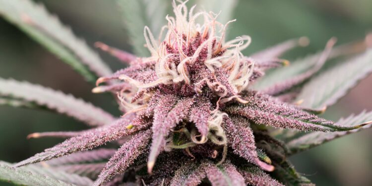 Ohio Legislators Still Working To Implement Changes to Adult-Use Cannabis Law