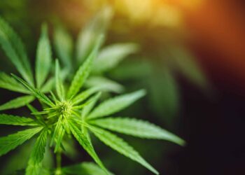 Florida House Panel Advances Bill To Restrict Hemp Cannabinoids