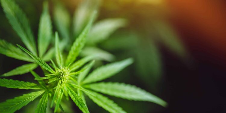 Florida House Panel Advances Bill To Restrict Hemp Cannabinoids