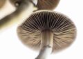 New Mexico Governor Signs Psilocybin Memorial Legislation