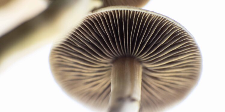 New Mexico Governor Signs Psilocybin Memorial Legislation