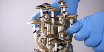 Arizona Bill Would Legalize Psilocybin Service Centers, Add to Current Research Efforts
