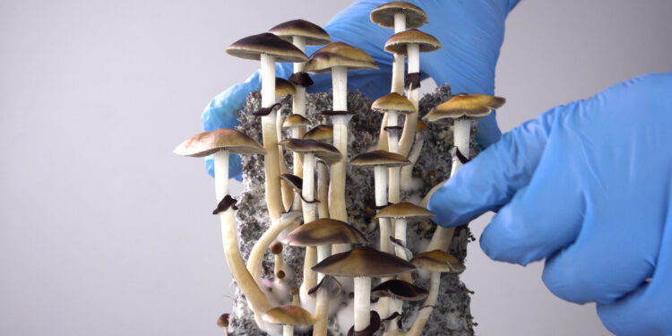 Arizona Bill Would Legalize Psilocybin Service Centers, Add to Current Research Efforts