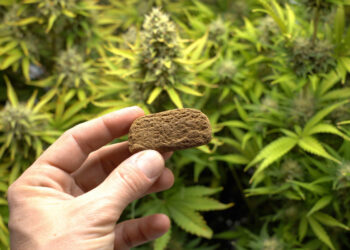 Man Swallows Over 110 Grams of Hash in Attempt To Avoid Getting Busted in Bermuda