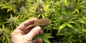 Man Swallows Over 110 Grams of Hash in Attempt To Avoid Getting Busted in Bermuda