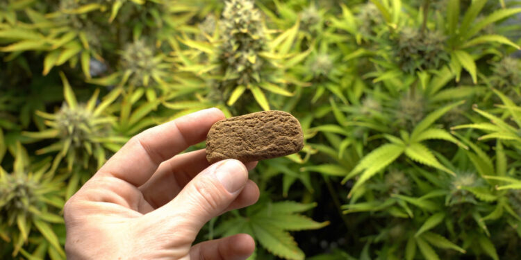 Man Swallows Over 110 Grams of Hash in Attempt To Avoid Getting Busted in Bermuda