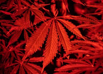 South Carolina Bans CBD, Intoxicating Hemp Products in Extreme Crackdown