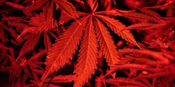 South Carolina Bans CBD, Intoxicating Hemp Products in Extreme Crackdown