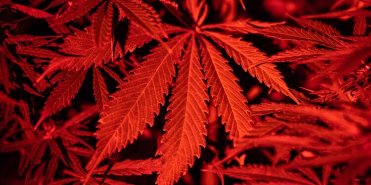 South Carolina Bans CBD, Intoxicating Hemp Products in Extreme Crackdown