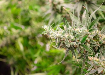 Metrc Announces Cannabis Track-and-Trace Contract With Kentucky