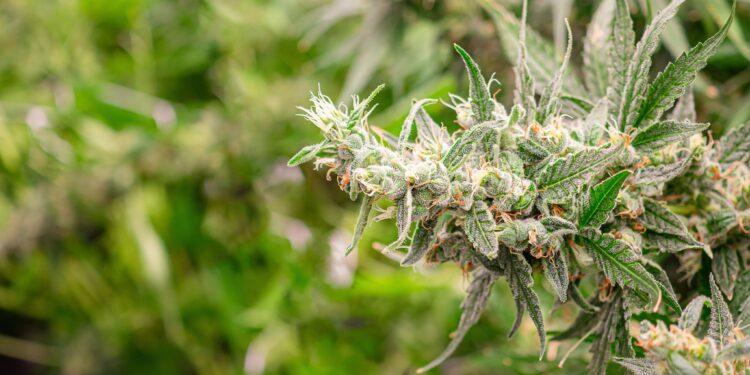 Metrc Announces Cannabis Track-and-Trace Contract With Kentucky