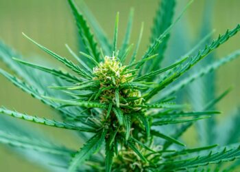 Pennsylvania Borough Working on Cannabis Decriminalization