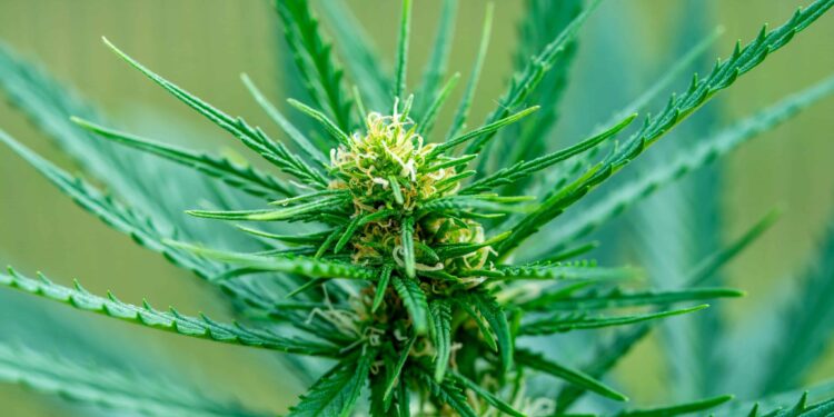 Pennsylvania Borough Working on Cannabis Decriminalization