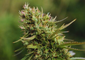 Massachusetts Cannabis Business Owners’ Lawsuit Against the U.S. Government Continues