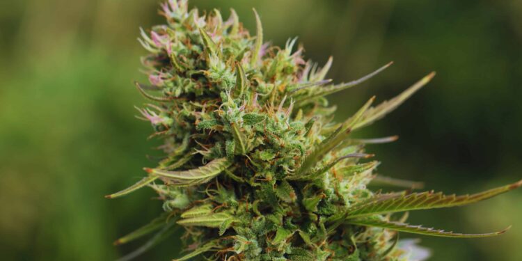 Massachusetts Cannabis Business Owners’ Lawsuit Against the U.S. Government Continues