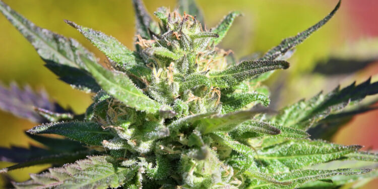 Medical Cannabis Bill Dies in Wisconsin Legislature