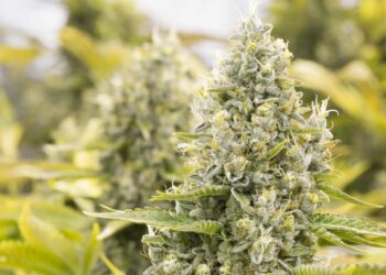 Idaho Bill Would Create Minimum $420 Fine for Possessing Small Amounts of Weed