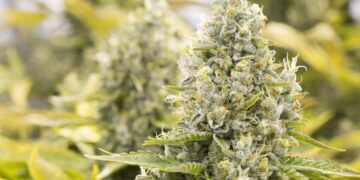 Idaho Bill Would Create Minimum $420 Fine for Possessing Small Amounts of Weed