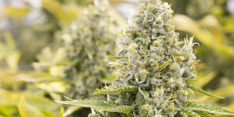 Idaho Bill Would Create Minimum $420 Fine for Possessing Small Amounts of Weed