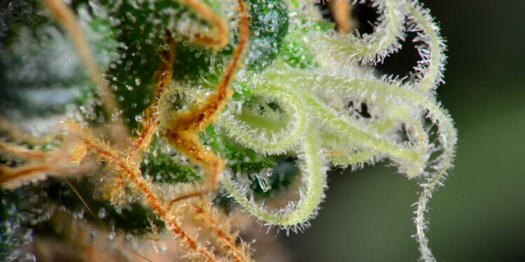 U.S. Virgin Islands Push Rec Industry Forward, Approve Adult-Use MJ Regulations