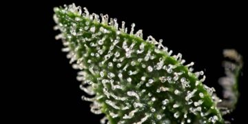 Utah Bill Targets Cities That Refuse To Recognize Medical Pot