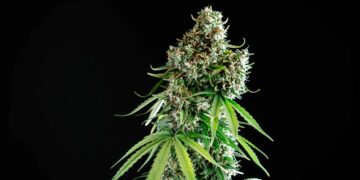 Germany’s Coalition Government Reaches Deal on Weed Legalization