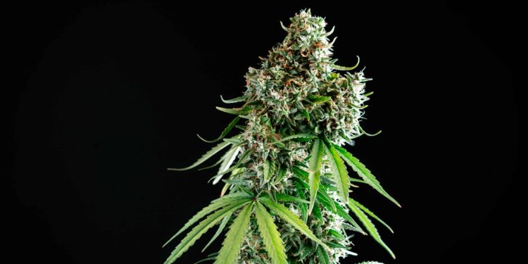 Germany’s Coalition Government Reaches Deal on Weed Legalization