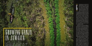 Growing Ganja in Jamaica