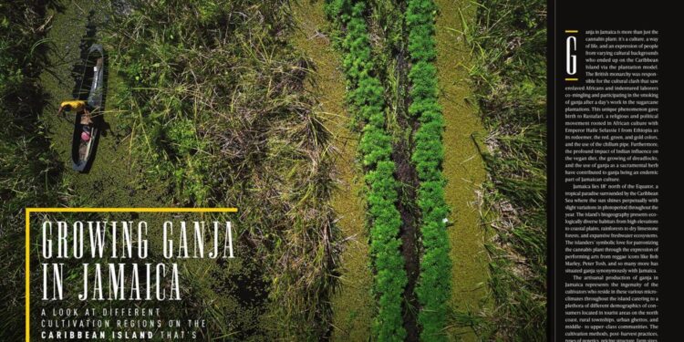 Growing Ganja in Jamaica