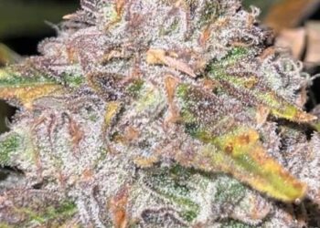 Jon’s Stone-Cold Cop List #48: Americans in Spain