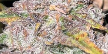 Jon’s Stone-Cold Cop List #48: Americans in Spain